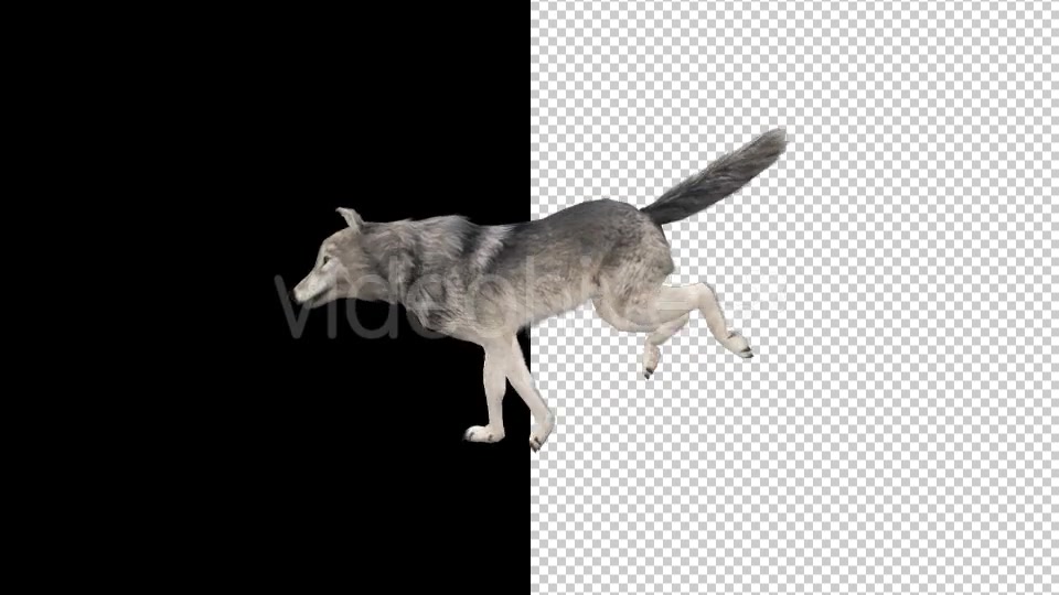 Realistic 3D Wolf Run Animation - Download Videohive 18413966