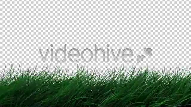 Realistic Grass Blowing in Wind Calm ALPHA - Download Videohive 154733