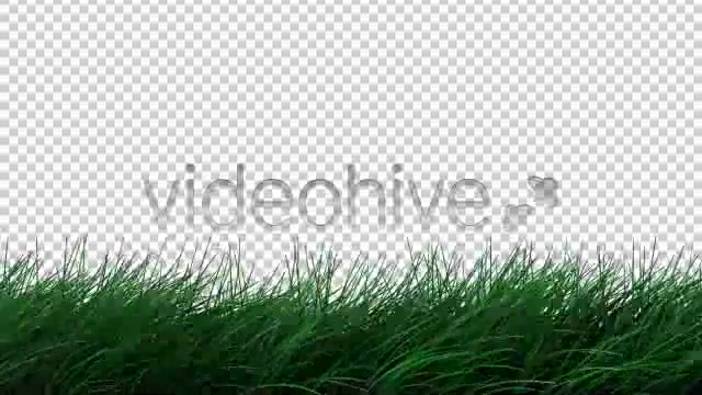 Realistic Grass Blowing in Wind Calm ALPHA - Download Videohive 154733