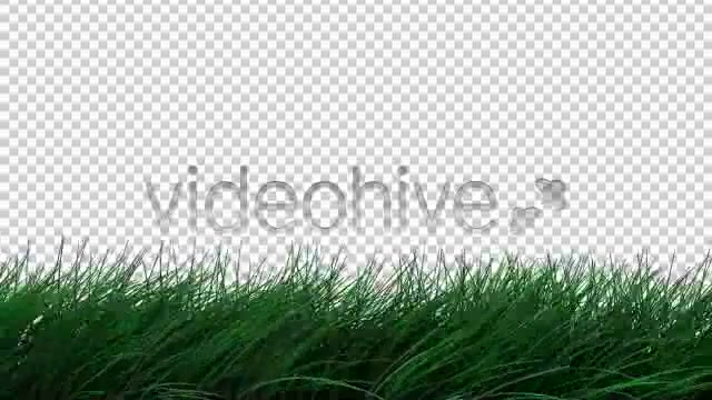 Realistic Grass Blowing in Wind Calm ALPHA - Download Videohive 154733