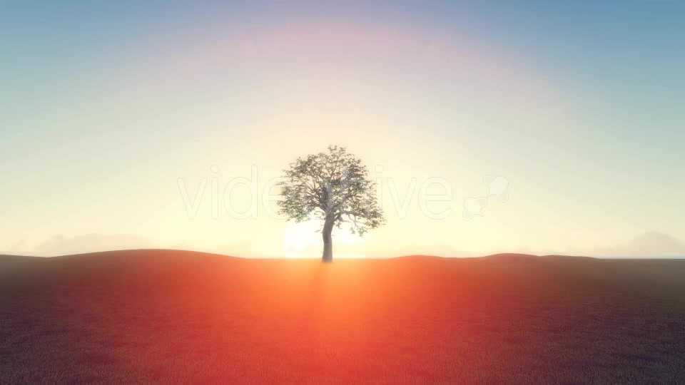 Realistic Growing Tree At Sunrise - Download Videohive 19451930