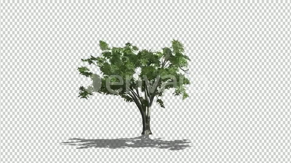 Realistic Tree Animation Videohive 24007456 After Effects Image 1