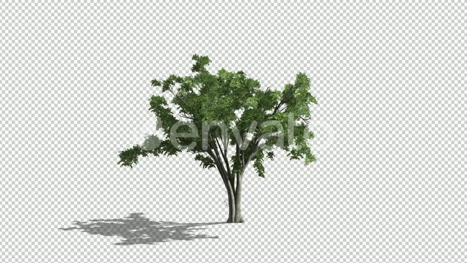 Realistic Tree Animation Videohive 24007456 After Effects Image 10