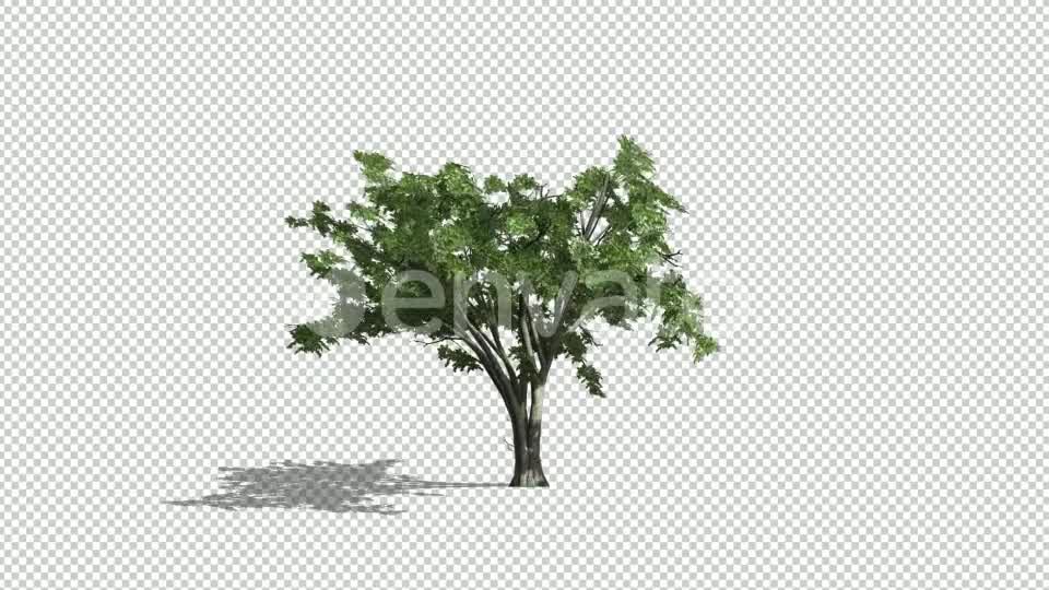 Realistic Tree Animation Videohive 24007456 After Effects Image 11