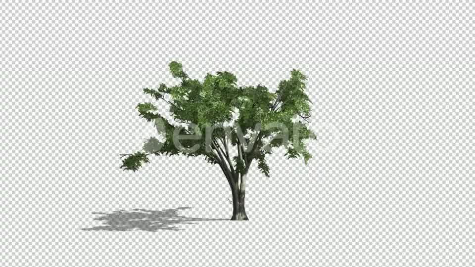 Realistic Tree Animation Videohive 24007456 After Effects Image 12