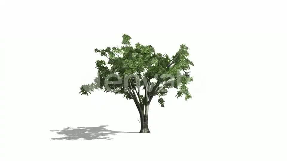 Realistic Tree Animation Videohive 24007456 After Effects Image 13