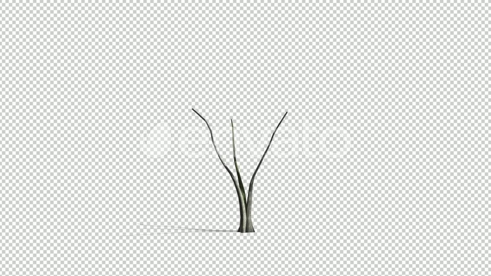 Realistic Tree Animation Videohive 24007456 After Effects Image 4