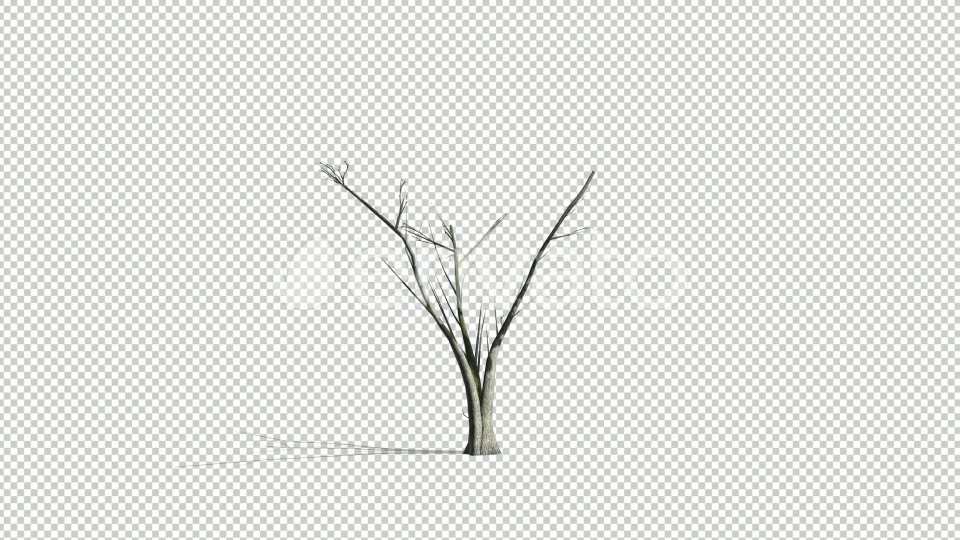Realistic Tree Animation Videohive 24007456 After Effects Image 5