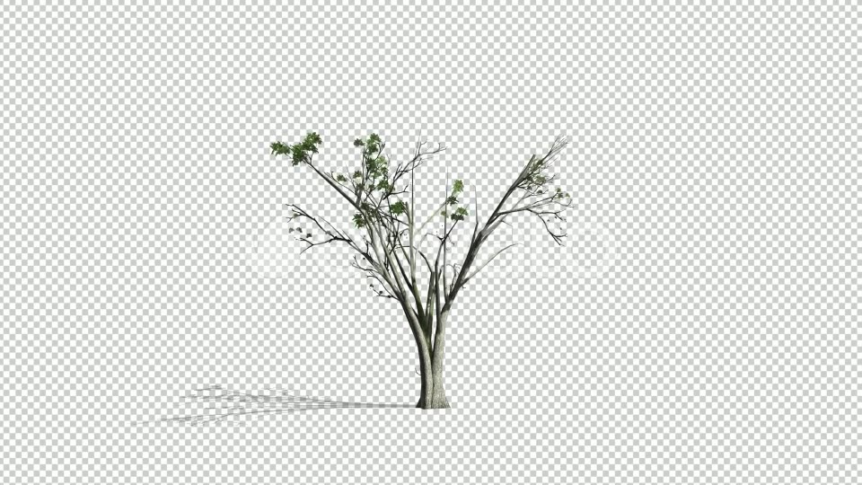 Realistic Tree Animation Videohive 24007456 After Effects Image 6