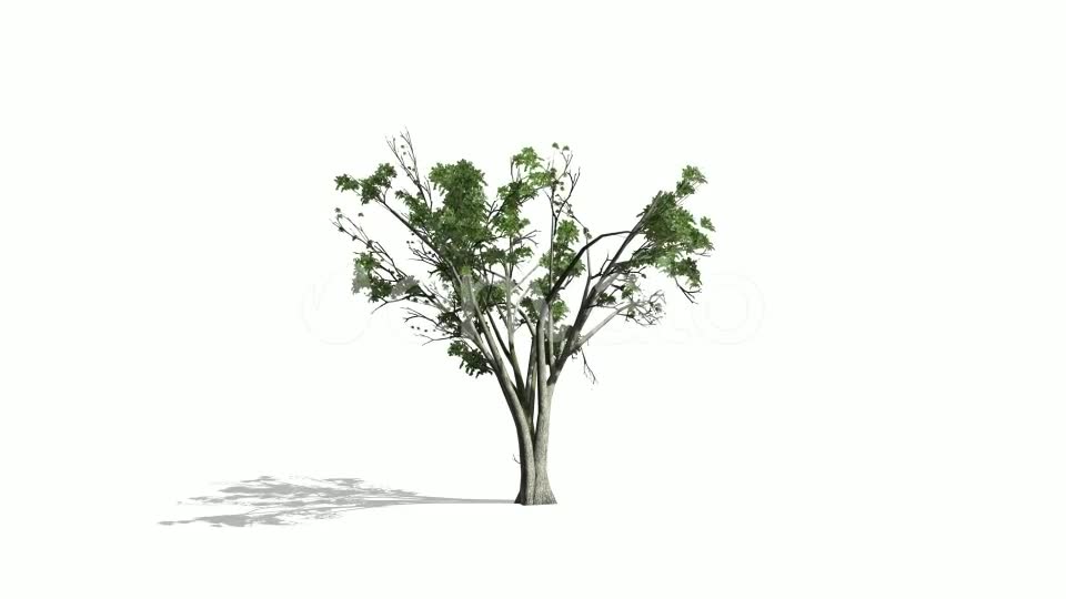 Realistic Tree Animation Videohive 24007456 After Effects Image 7