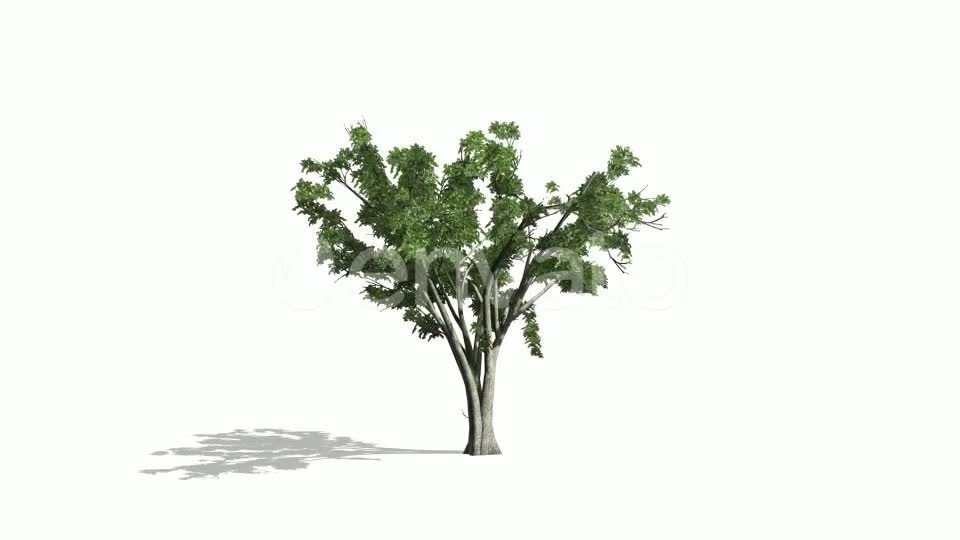 Realistic Tree Animation Videohive 24007456 After Effects Image 8