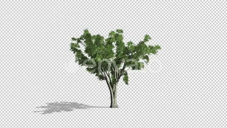 Realistic Tree Animation Videohive 24007456 After Effects Image 9