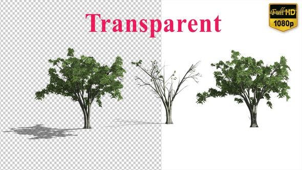 Realistic Tree Animation - Download 24007456 Videohive