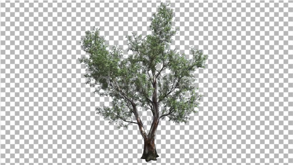 Red Gum Doubled Trunk Tree Green Leaves Swaying - Download Videohive 16869295