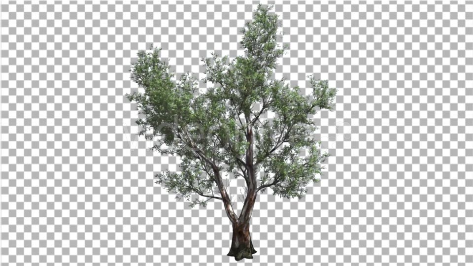 Red Gum Doubled Trunk Tree Green Leaves Swaying - Download Videohive 16869295