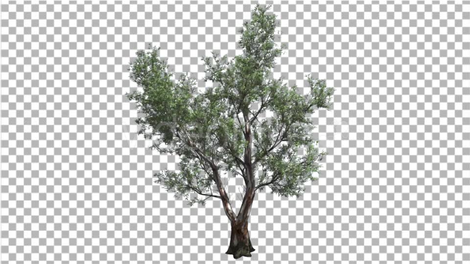 Red Gum Doubled Trunk Tree Green Leaves Swaying - Download Videohive 16869295