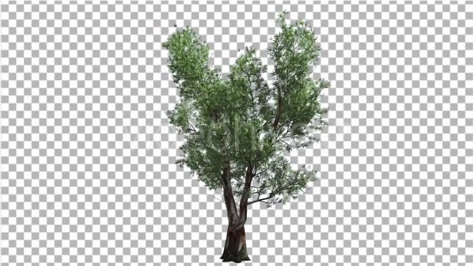 Red Gum Doubled Trunk Tree Green Leaves Tree - Download Videohive 14030848