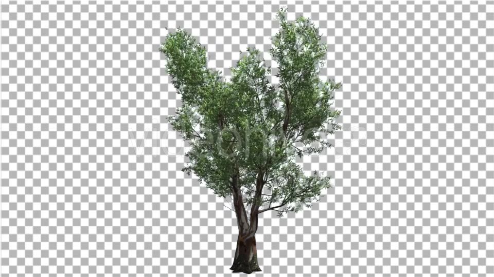 Red Gum Doubled Trunk Tree Green Leaves Tree - Download Videohive 14726413