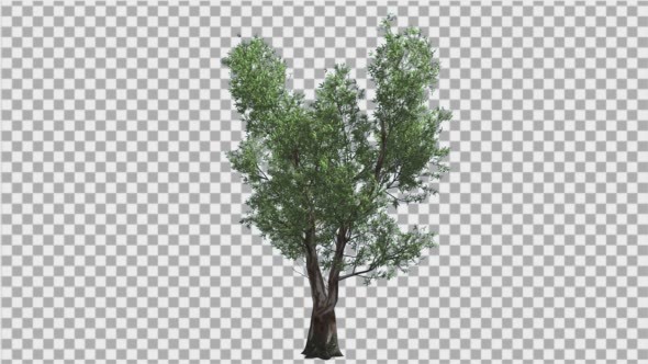 Red Gum Doubled Trunk Tree Green Leaves Tree - Download Videohive 14726413