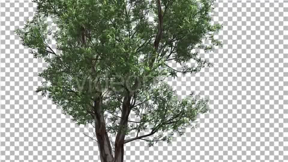 Red Gum Thin Tree Crown Branches Are Swaying - Download Videohive 14062279