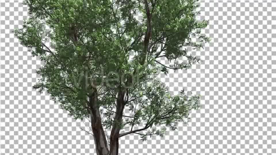 Red Gum Thin Tree Crown Branches Are Swaying - Download Videohive 14062279