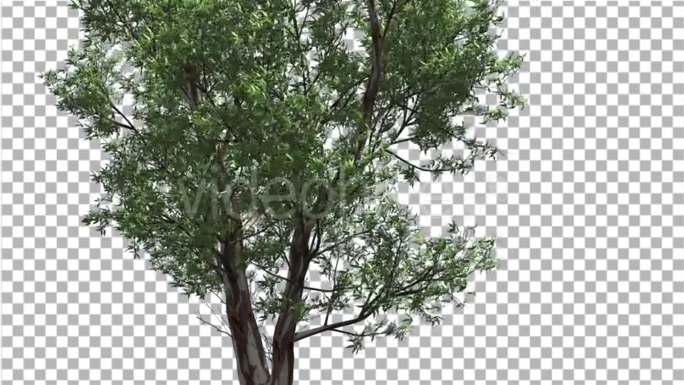 Red Gum Thin Tree Crown Branches Are Swaying - Download Videohive 14062279