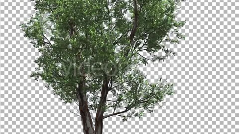 Red Gum Thin Tree Crown Branches Are Swaying - Download Videohive 14062279