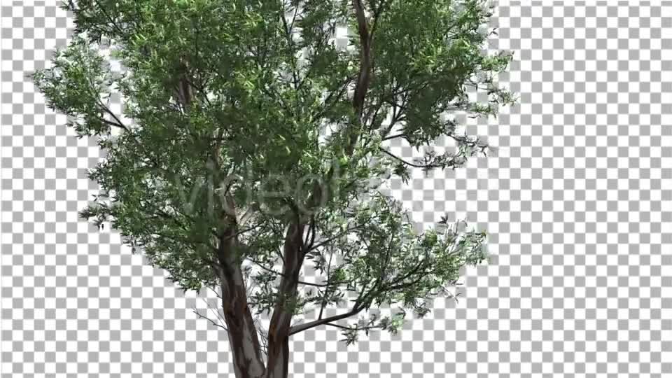 Red Gum Thin Tree Crown Branches Are Swaying - Download Videohive 14062279