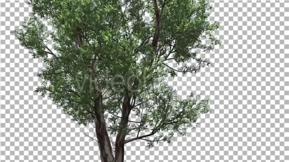 Red Gum Thin Tree Crown Branches Are Swaying - Download Videohive 14062279