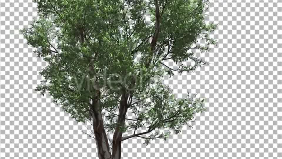 Red Gum Thin Tree Crown Branches Are Swaying - Download Videohive 14062279