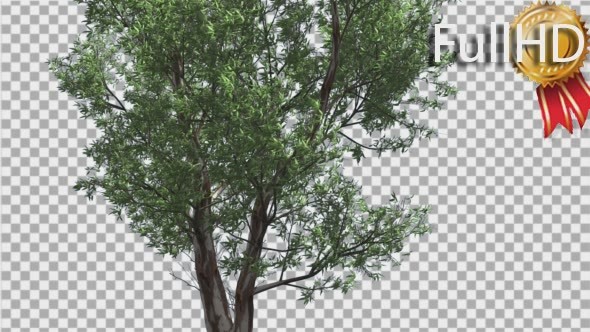 Red Gum Thin Tree Crown Branches Are Swaying - Download Videohive 14062279