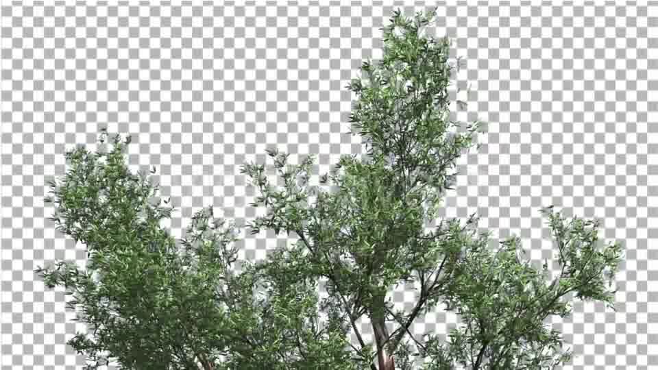 Red Gum Top of Tree Crown Branches Swaying Wind - Download Videohive 14060817