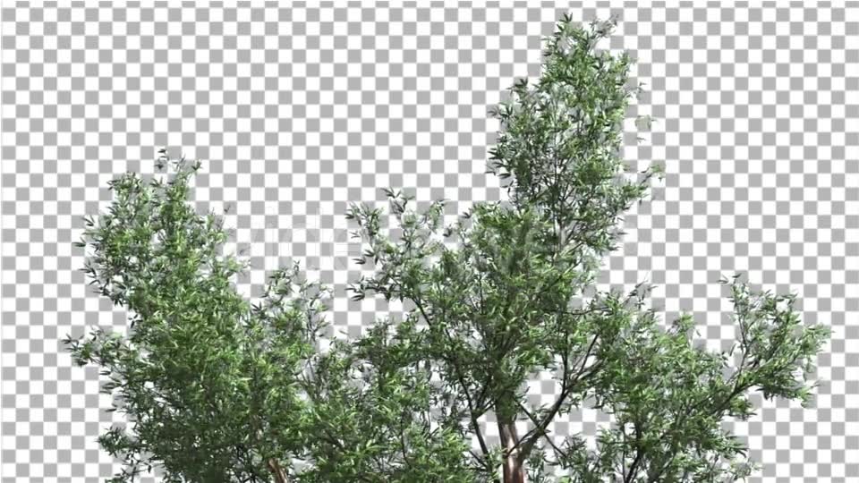 Red Gum Top of Tree Crown Branches Swaying Wind - Download Videohive 14060817