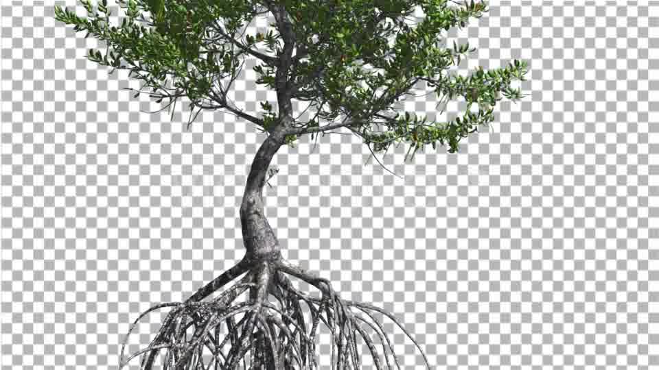 Red Mangrove Small Thin Tree with Root System - Download Videohive 13562695