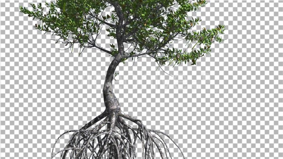 Red Mangrove Small Thin Tree with Root System - Download Videohive 13562695