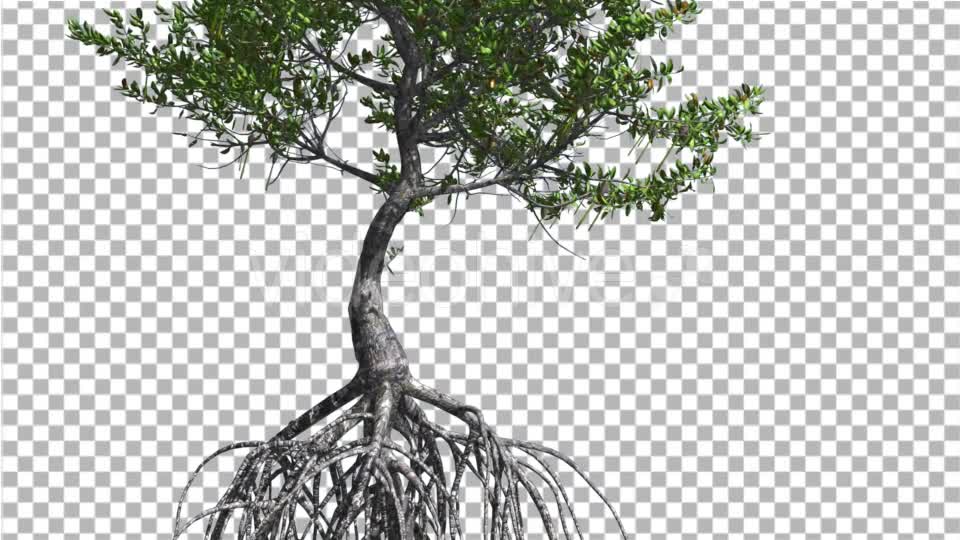 Red Mangrove Small Thin Tree with Root System - Download Videohive 13562695