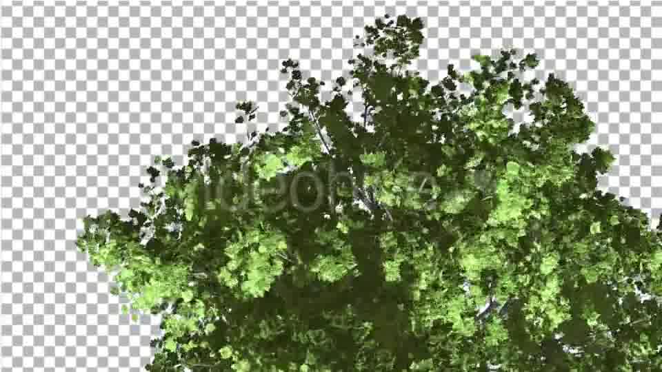 Red Maple Top of Tree Crown With Green Leaves - Download Videohive 14031751