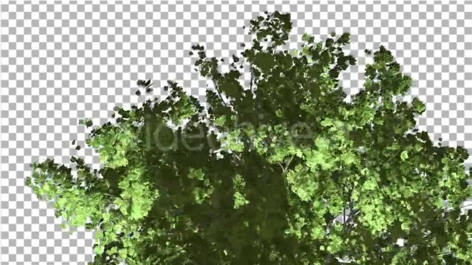 Red Maple Top of Tree Crown With Green Leaves - Download Videohive 14031751