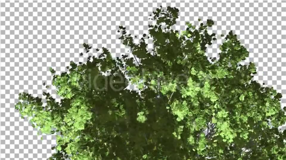 Red Maple Top of Tree Crown With Green Leaves - Download Videohive 14031751