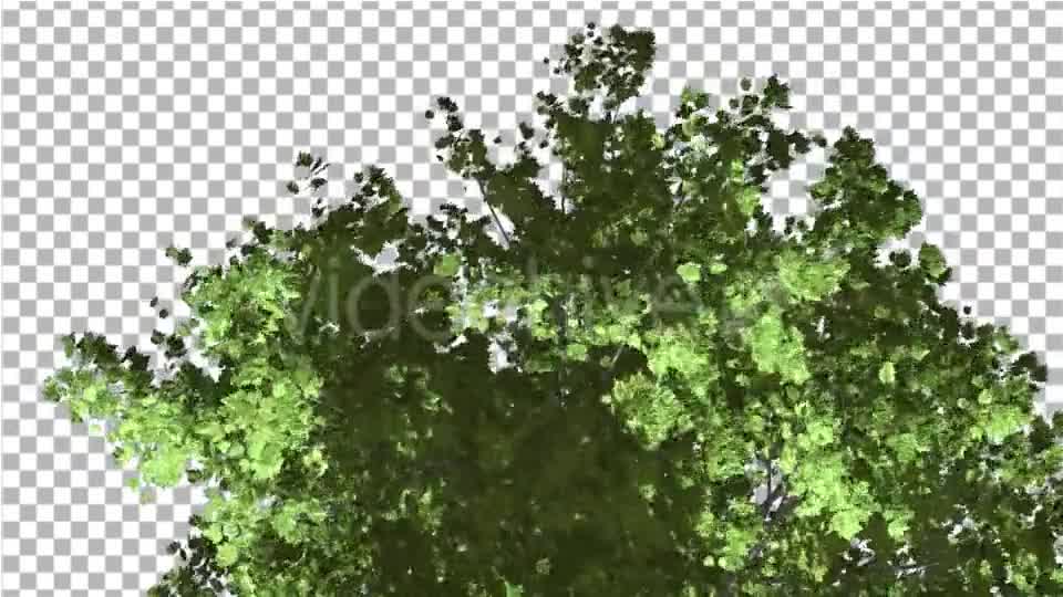 Red Maple Top of Tree Crown With Green Leaves - Download Videohive 14031751