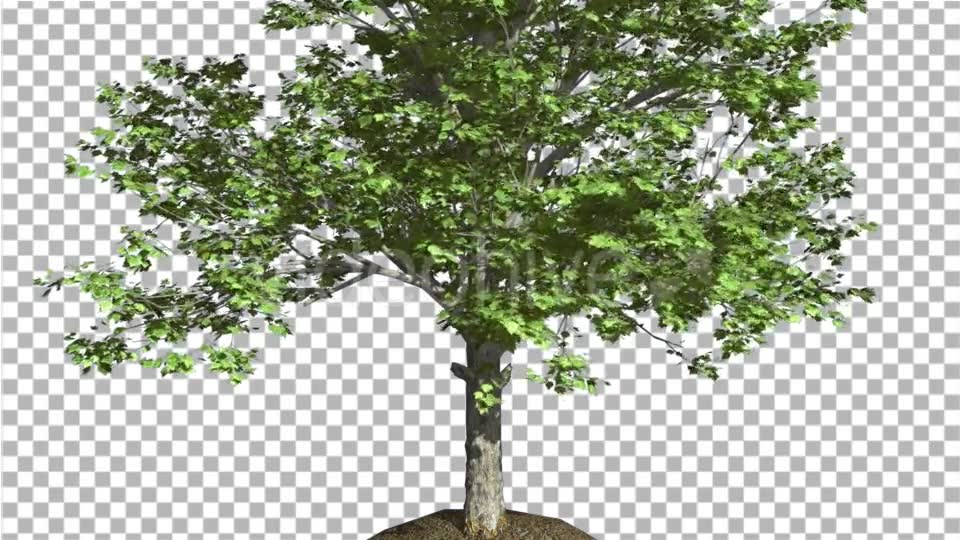 Red Maple Tree Trunk And Crown With Green Leaves - Download Videohive 13566098