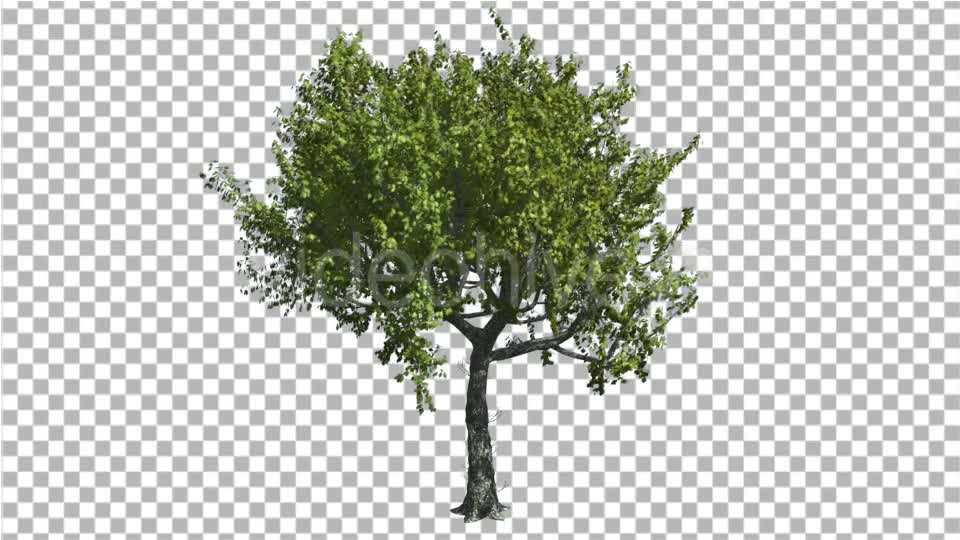 Red Oak Tree is Swaying at The Wind Green - Download Videohive 13546606