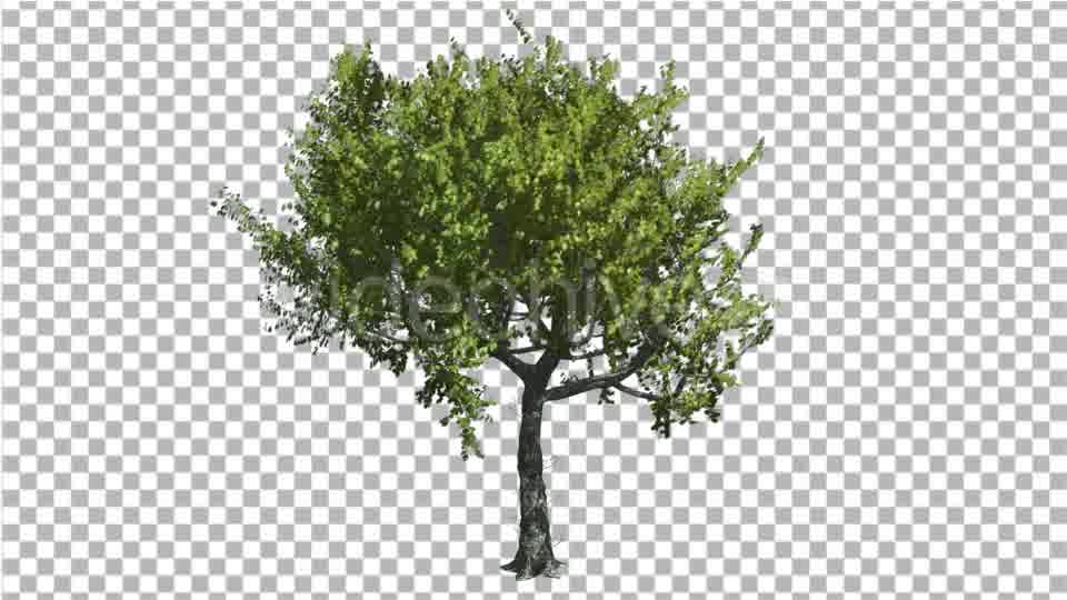 Red Oak Tree is Swaying at The Wind Green - Download Videohive 13546606