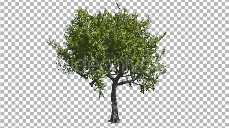 Red Oak Tree is Swaying at The Wind Green - Download Videohive 13546606