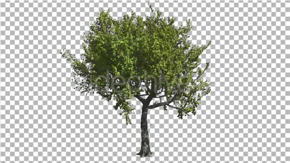 Red Oak Tree is Swaying at the Wind Green - Download Videohive 16845851