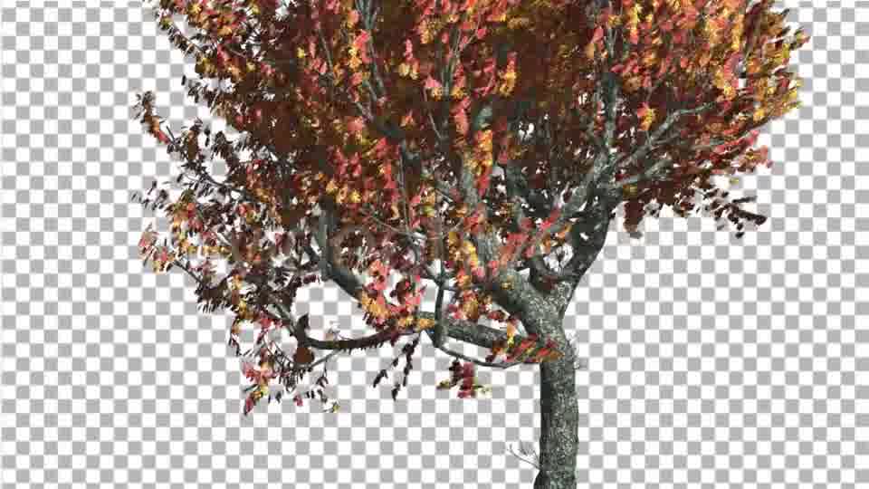 Red Oak Tree Trunk and Crown With Red And Yellow - Download Videohive 13565480