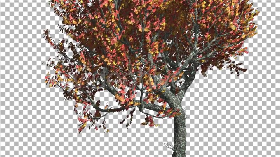 Red Oak Tree Trunk and Crown With Red And Yellow - Download Videohive 13565480