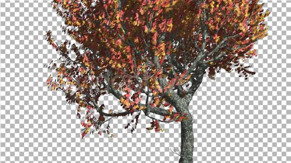 Red Oak Tree Trunk and Crown With Red And Yellow - Download Videohive 13565480