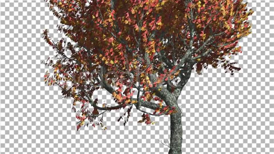 Red Oak Tree Trunk and Crown With Red And Yellow - Download Videohive 13565480