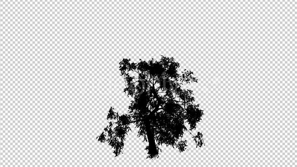Reviving Tree Silhouette - Download Videohive 19460889